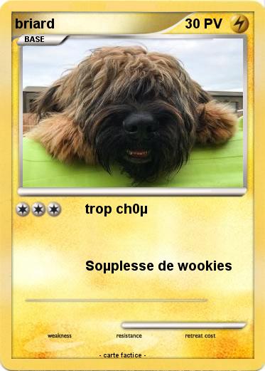 Pokemon briard