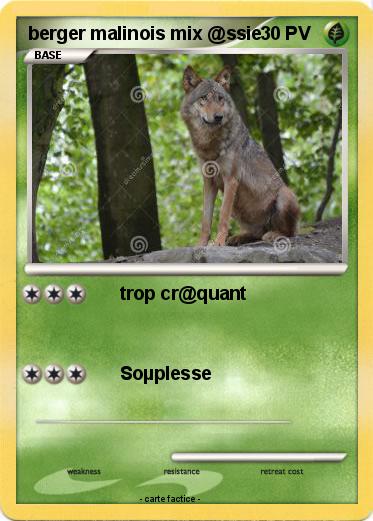 Pokemon berger malinois mix @ssie