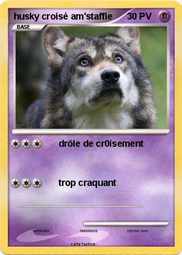Pokemon husky croisé am'staffie
