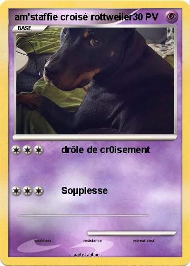 Pokemon am'staffie croisé rottweiler