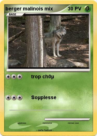 Pokemon berger malinois mix
