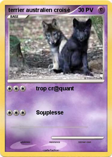 Pokemon terrier australien croisé