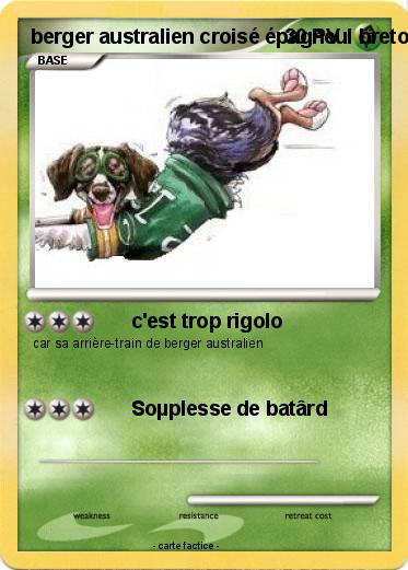 Pokemon berger australien croisé épagneul breton