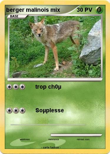 Pokemon berger malinois mix