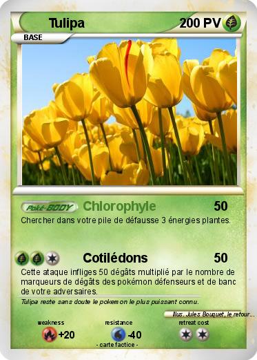 Pokemon Tulipa