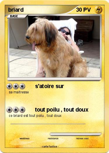 Pokemon briard