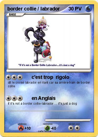 Pokemon border collie / labrador