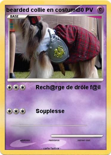 Pokemon bearded collie en costume