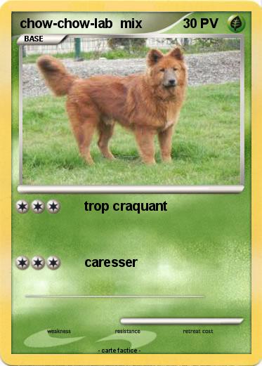 Pokemon chow-chow-lab  mix