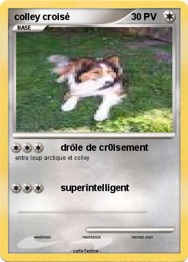Pokemon colley croisé