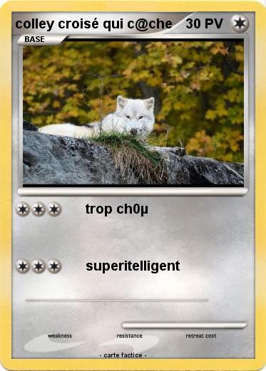 Pokemon colley croisé qui c@che