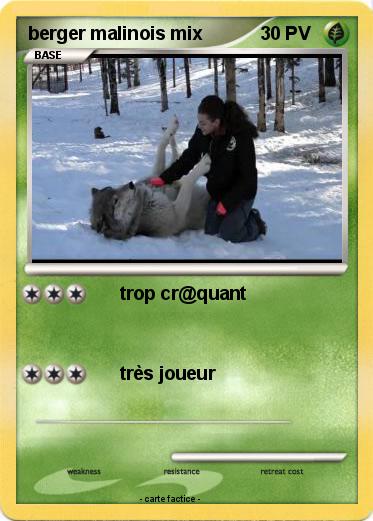 Pokemon berger malinois mix