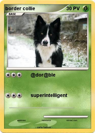 Pokemon border collie