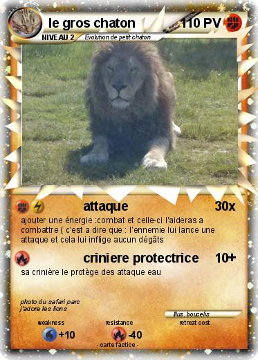 Pokemon le gros chaton