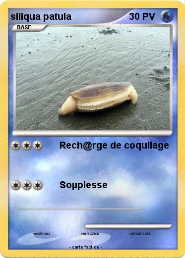 Pokemon siliqua patula