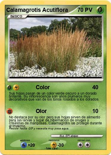 Pokemon Calamagrotis Acutiflora