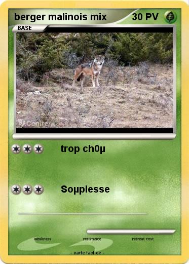 Pokemon berger malinois mix