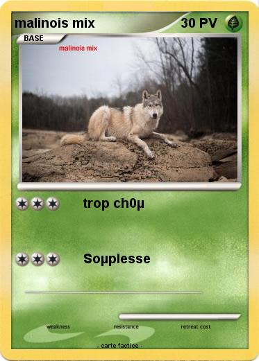 Pokemon malinois mix