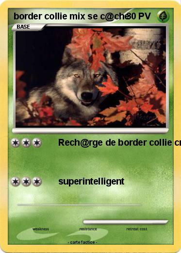 Pokemon border collie mix se c@che