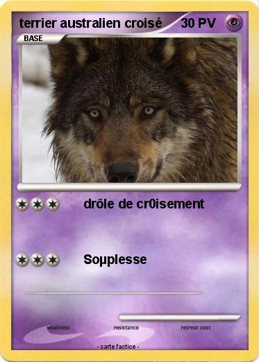 Pokemon terrier australien croisé