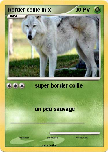 Pokemon border collie mix