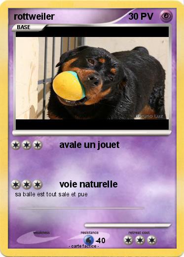 Pokemon rottweiler
