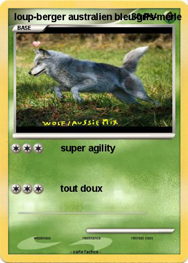 Pokemon loup-berger australien bleu-gris-merle