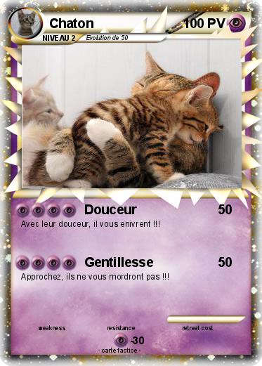 Pokemon Chaton