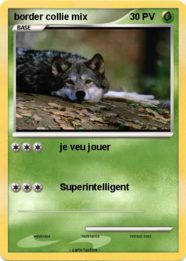 Pokemon border collie mix