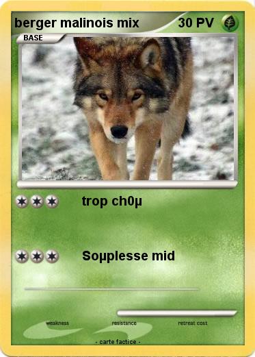 Pokemon berger malinois mix