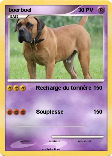 Pokemon boerboel