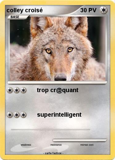 Pokemon colley croisé