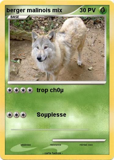 Pokemon berger malinois mix