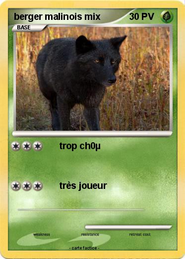 Pokemon berger malinois mix