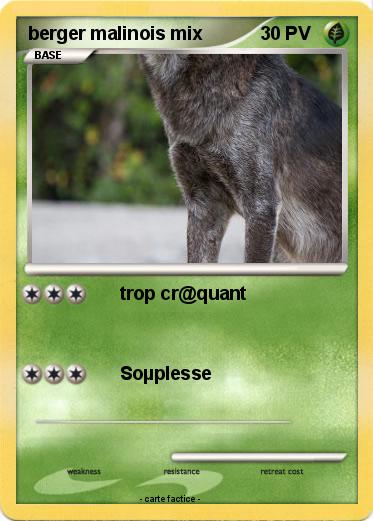 Pokemon berger malinois mix