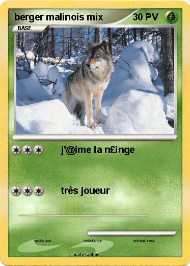 Pokemon berger malinois mix