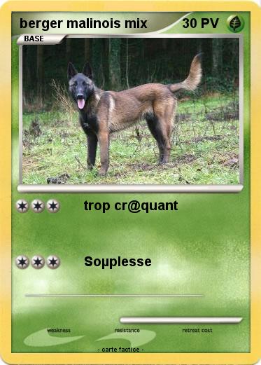 Pokemon berger malinois mix