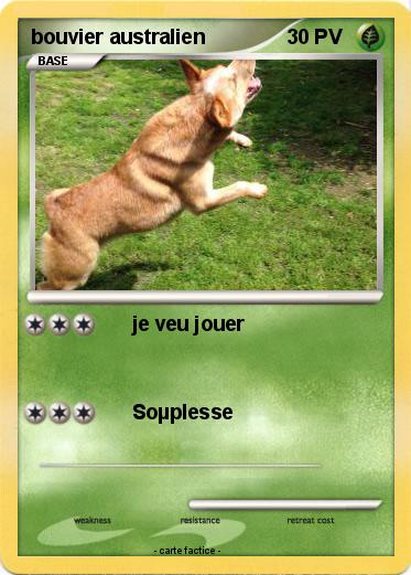 Pokemon bouvier australien