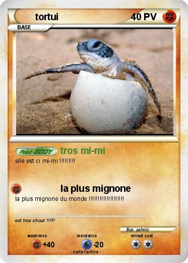 Pokemon tortui