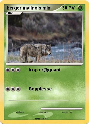 Pokemon berger malinois mix