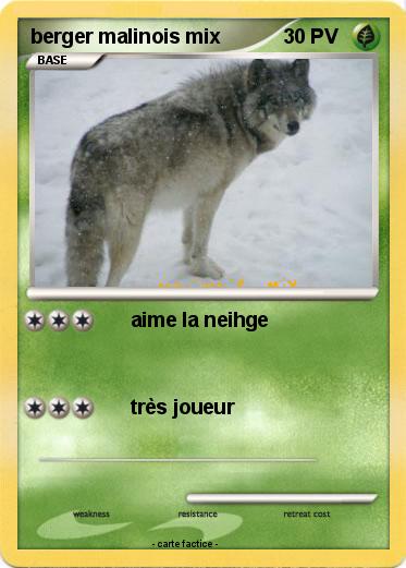 Pokemon berger malinois mix