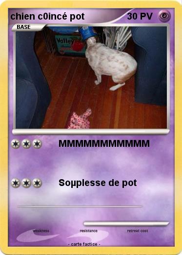 Pokemon chien c0incé pot