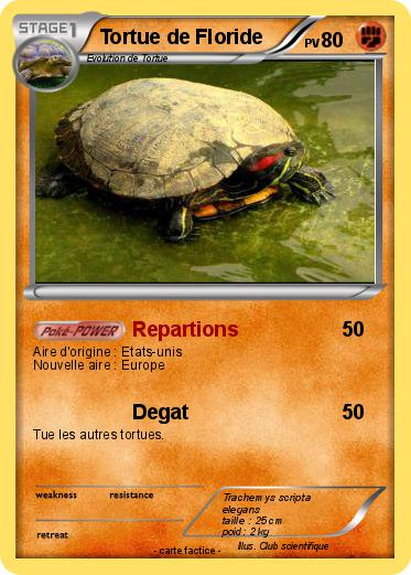 Pokemon Tortue de Floride