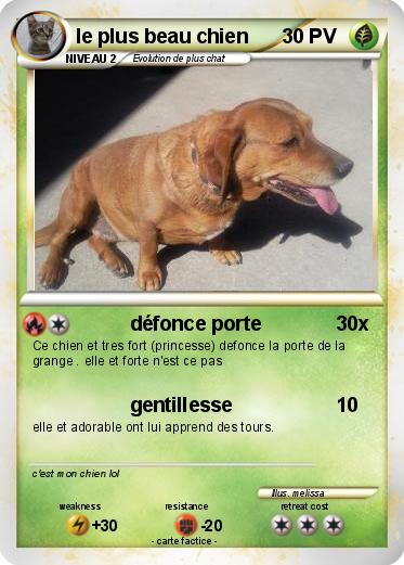 Pokemon le plus beau chien