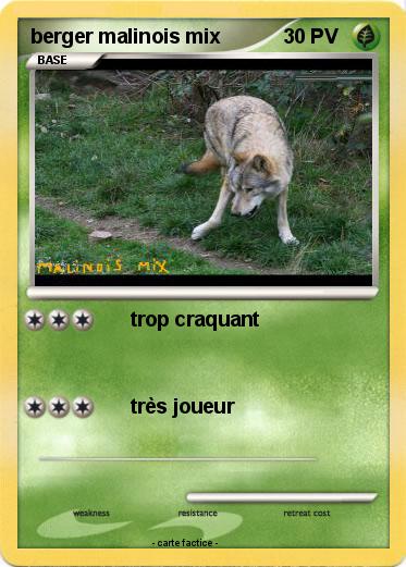Pokemon berger malinois mix