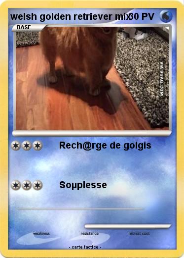Pokemon welsh golden retriever mix