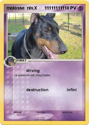 Pokemon molosse  niv.X      111111111