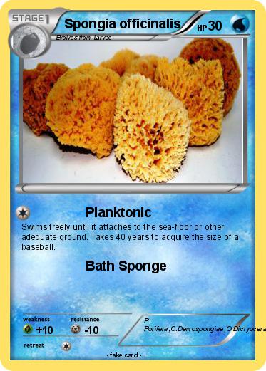 Pokemon Spongia officinalis