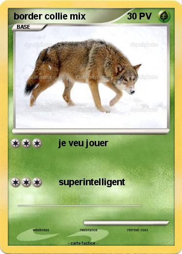 Pokemon border collie mix