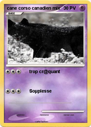 Pokemon cane corso canadien mix